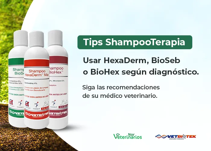 Tips shampoo terapia - movil