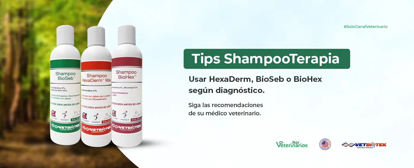 Tips de ShampooTerapia